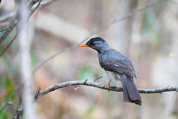 Image showing Malagasy bulbul (Hypsipetes madagascariensis) madagascar