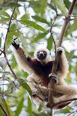 Image showing Coquerel\'s sifaka (Propithecus coquereli) Madagascar