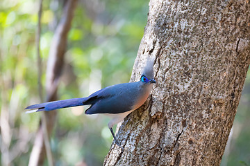 Image showing Crested coua bird (Coua cristata) Madagascar