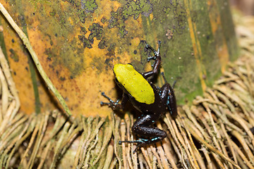 Image showing black and yellow frog Climbing Mantella, Madagascar