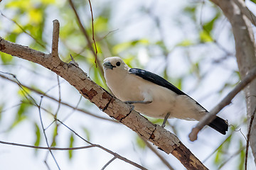 Image showing Endemic bird white-headed vanga Madagascar