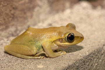 Image showing Beautiful small frog Boophis rhodoscelis Madagascar