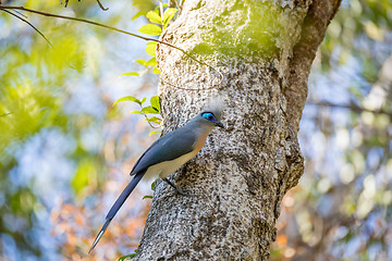 Image showing Crested coua bird (Coua cristata) Madagascar