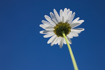 Image showing flower