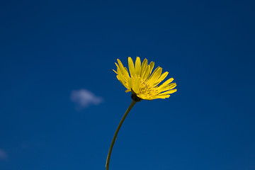 Image showing flower