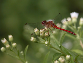 Image showing Red dragonfly on white flower