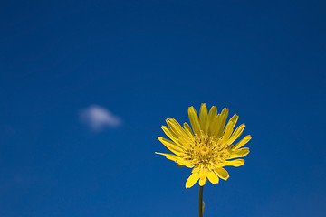 Image showing flower