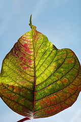 Image showing Leaf