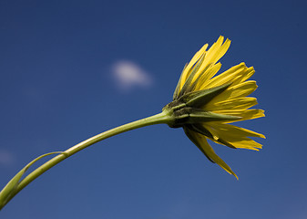 Image showing flower