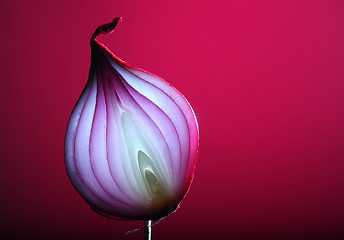 Image showing Onions