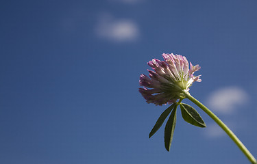 Image showing flower