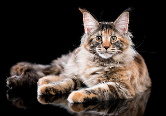 Image showing Portrait of Maine Coon kitten