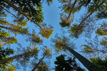 Image showing Tall pine trees