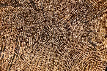 Image showing Tree trunk texture