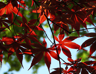 Image showing Red leaves on blu sky