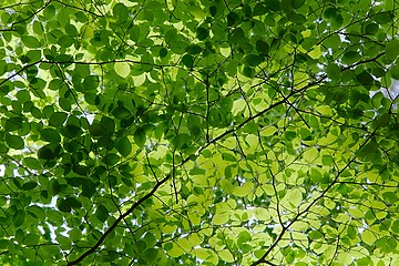 Image showing Fresh Green Leaves