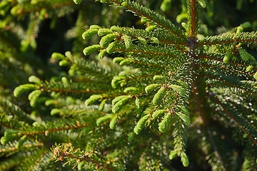 Image showing Pine Tree Closeup