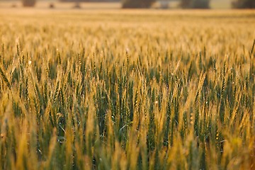 Image showing Wheat field detail