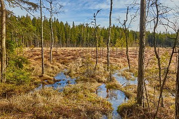 Image showing Swamps in Finland