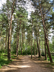 Image showing Forest