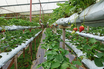 Image showing Fresh strawberries that are grown in greenhouses