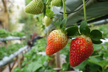 Image showing Fresh strawberries that are grown in greenhouses