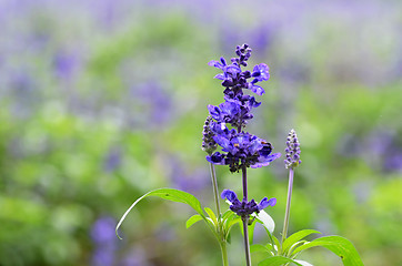 Image showing Blooming blue bugleweeds Ajuga