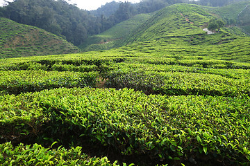 Image showing Tea plantation located in Cameron Highlands