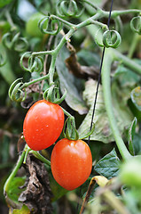 Image showing Fresh red tomatoes