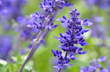 Image showing Blooming blue bugleweeds Ajuga