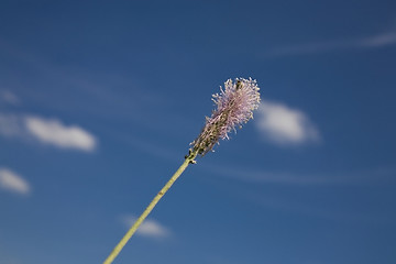 Image showing flower