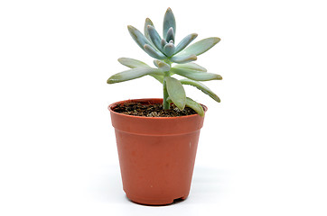 Image showing Sedum succulent plant with green fleshy leaves