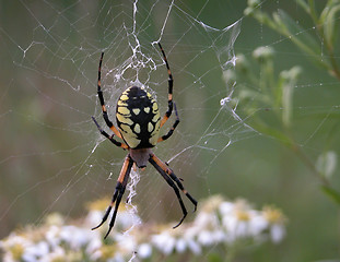 Image showing Spider