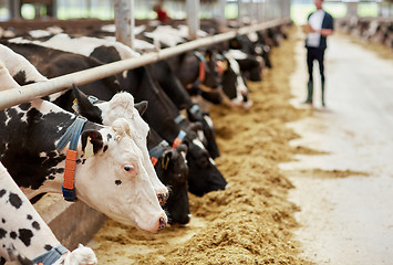 Image showing herd of cows eating hay in cowshed on dairy farm