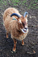 Image showing Primitive Soay Breed