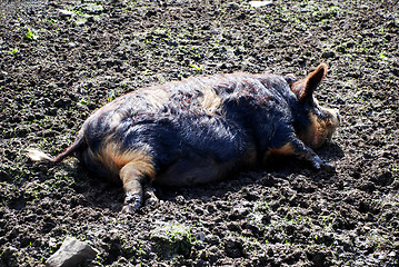 Image showing As Happy As a Pig in Muck