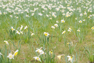 Image showing Field of narcissus flowers