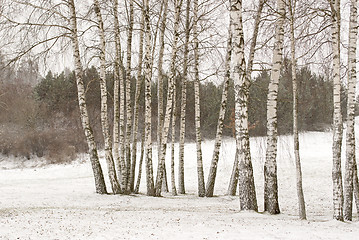 Image showing birch trees in winter