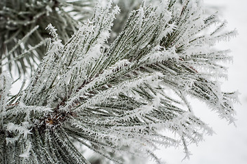 Image showing Pine needles covered with frost, close-up