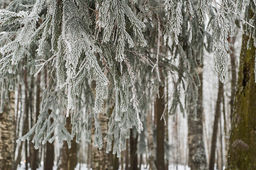 Image showing The fog in the winter, the trees covered with hoarfrost