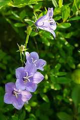 Image showing Flowering bells, close-up