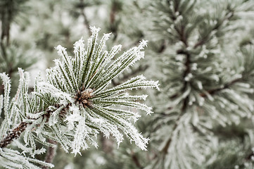 Image showing Pine needles covered with frost, close-up