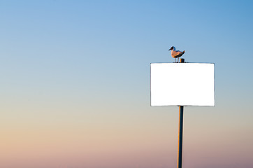 Image showing Seagull sitting on banner on sunset sky background