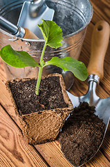 Image showing Seedlings zucchini and garden tools on a wooden surface