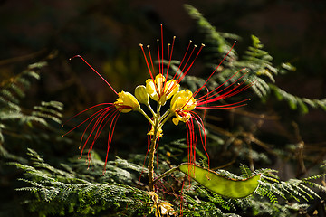 Image showing Caesalpinia gilliesii