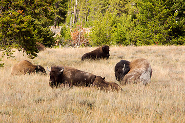 Image showing Yellowstone National Park, Utah, USA