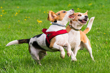 Image showing Dogs playing at park