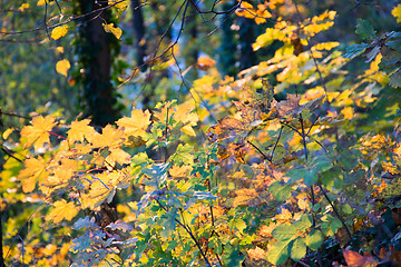 Image showing Autumn Forest