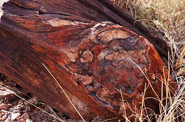 Image showing Petrified-Forest-National-Park, Arizona, USA