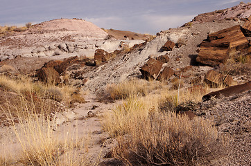 Image showing Petrified-Forest-National-Park, Arizona, USA